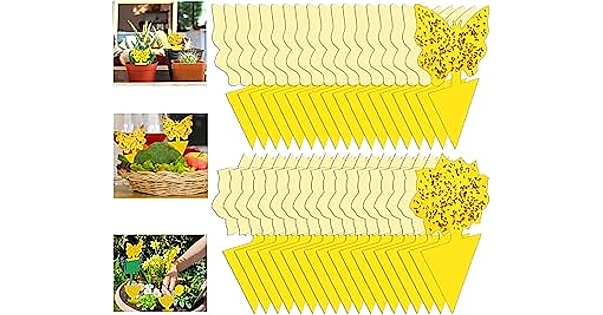 fly strips indoor